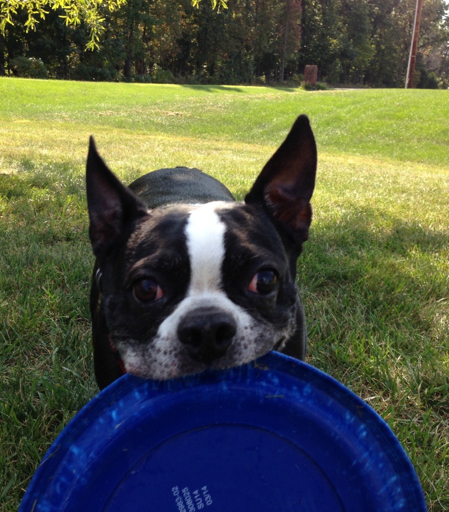 Oreo, our family's beloved Boston Terrier